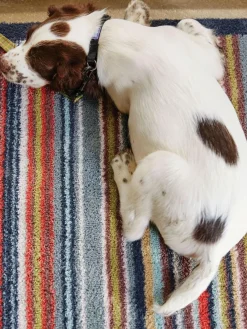 Online Hug Rug Multi Stripe 32 Runner