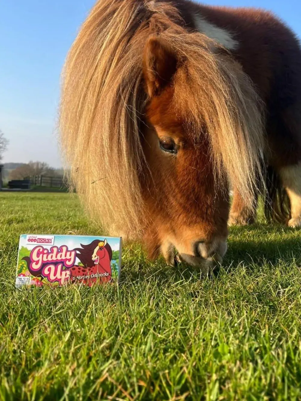 New United Odd Socks Pink Giddy Up Girls Socks 6 pack